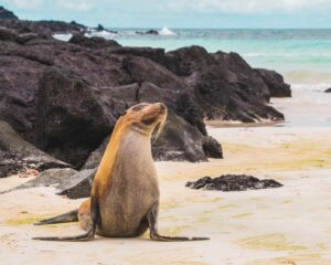 Galapagos Wildlife Experiences