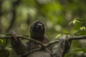 Peru Amazon Tours Sloth