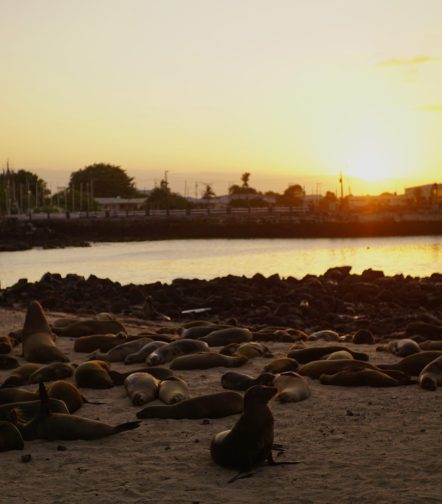 Sealions in San Cristobal