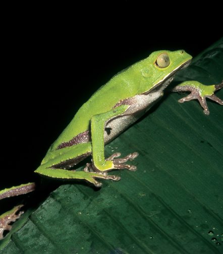 Puerto Maldonado